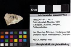 Foto (Objket + Etiketten) von Galatheites zitteli (Moericke, 1889)